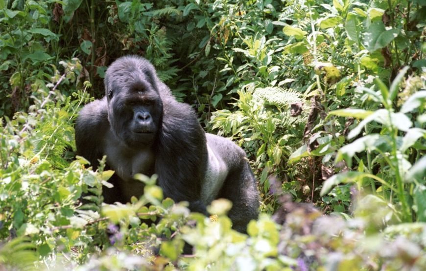 Sura Ahandi Kinigi – Gorilla Trekking Edition