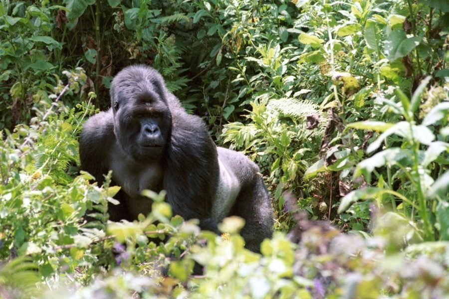Sura Ahandi Kinigi – Gorilla Trekking Edition
